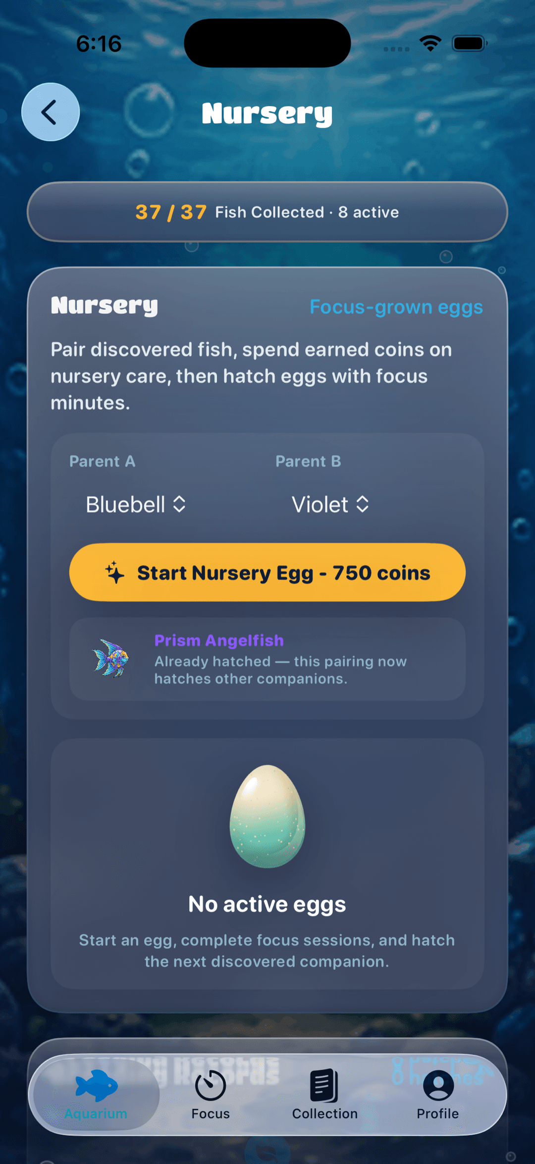 Pondoro nursery — pairing two fish to breed a rare hybrid species